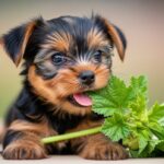 「モロヘイヤ」は野菜の王様？科学が証明する、ほうれん草を凌駕する驚異の栄養パワーを科学的に解説！
