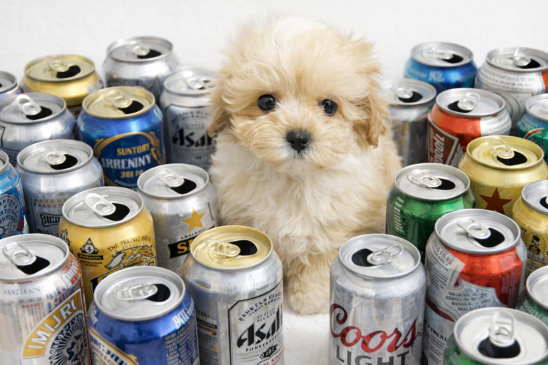 🍺アルコールのカロリーは吸収されるのか？「1g=7kcal」の行方を代謝から科学で追う